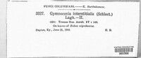 Gymnoconia interstitialis image